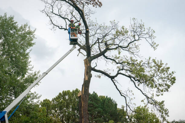 Best Fruit Tree Pruning  in Adairsville, GA